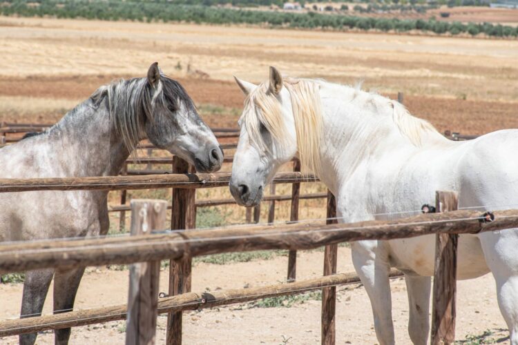 Country Estate Traumhaftes Ferienhaus Spanien Kastilien Andalusien Mieten Pferde