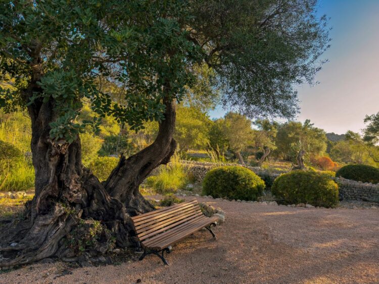 Finca Tafona Latana Luxuriöses Ferienhaus Mallorca Mieten Parkbank