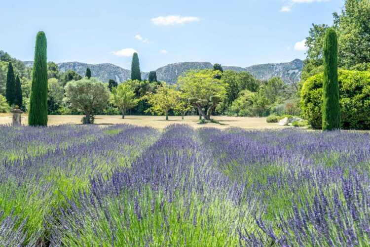 Mas De La Garrigue Luxus Ferienvilla Provence Mediterraner Garten Mit Ausblick